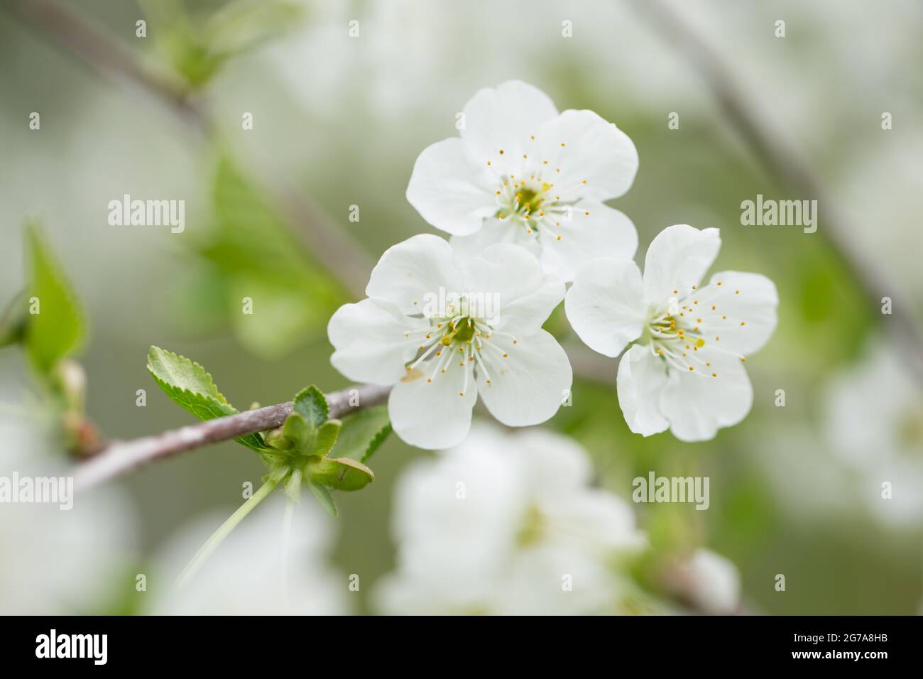 Cherry flowers, blurred nature background Stock Photo