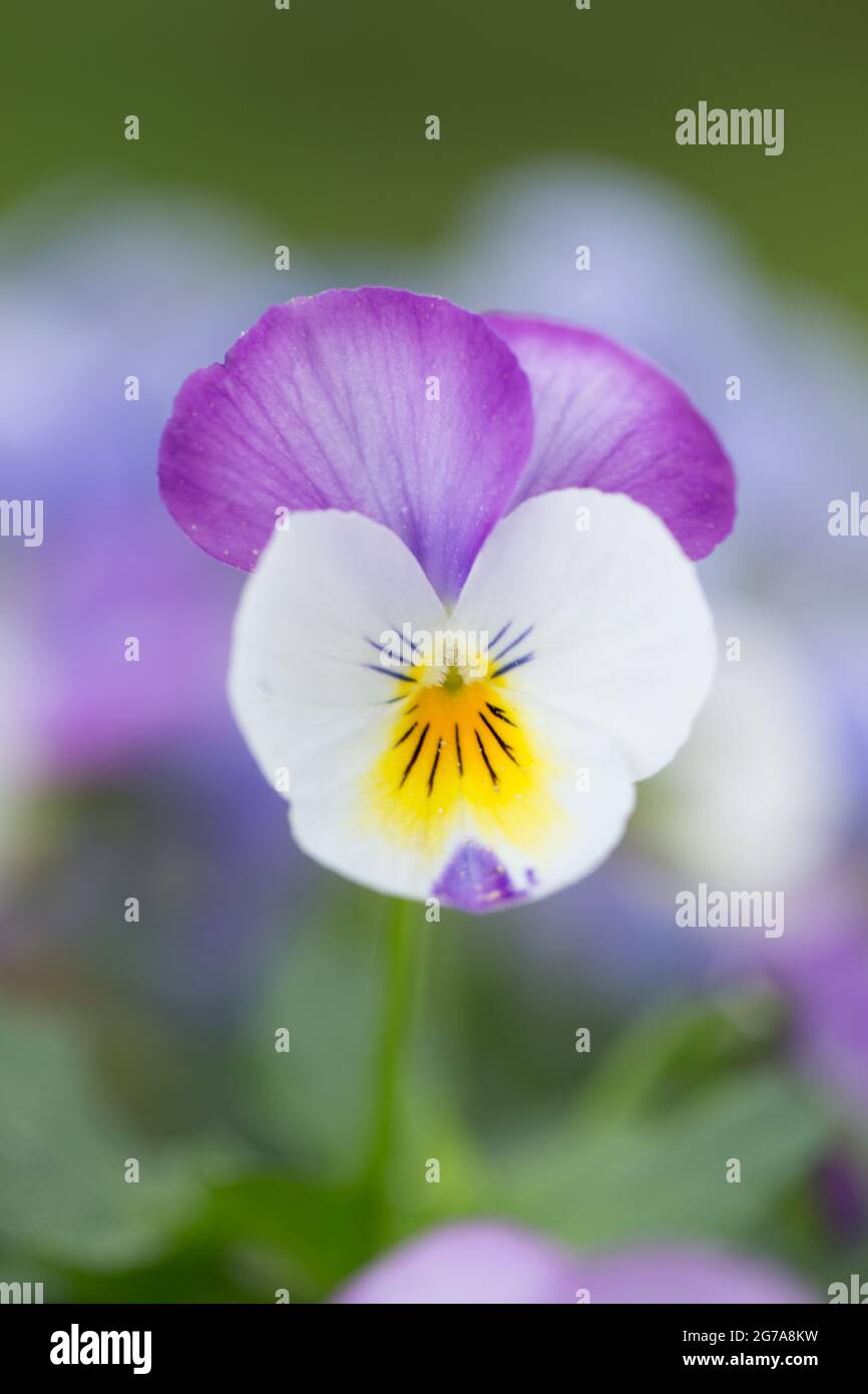 Close-up of Pansy Flower, blurred nature background Stock Photo