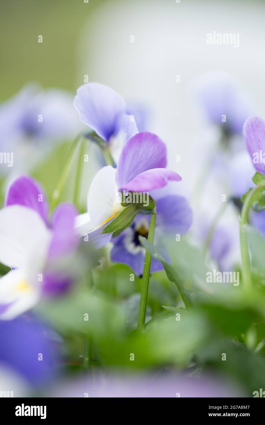 Pansy Flowers, pastel color, blurred nature background Stock Photo