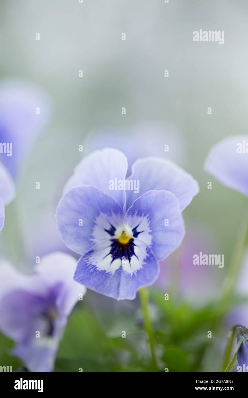 Pansy Flower, pastel purple petals, blurred nature background Stock Photo