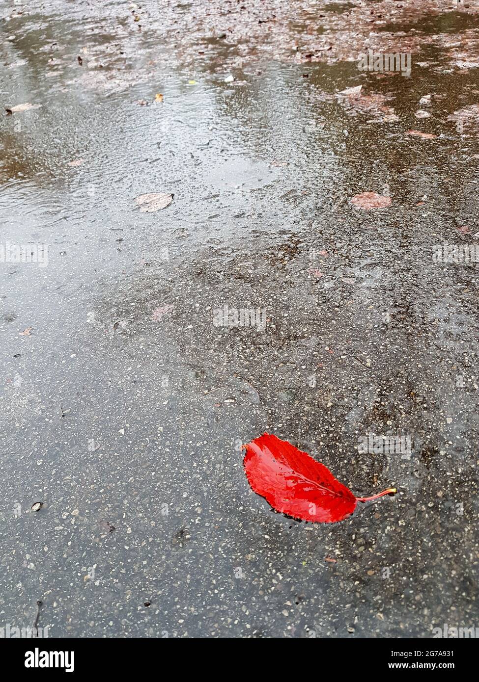 Red leaf on wet road Stock Photo