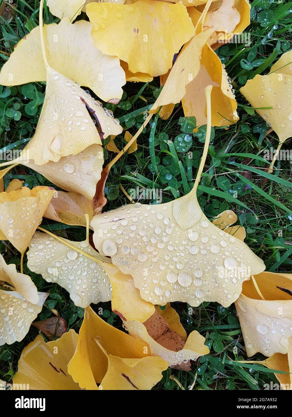 Ginkgo leaves in the grass with raindrops Stock Photo