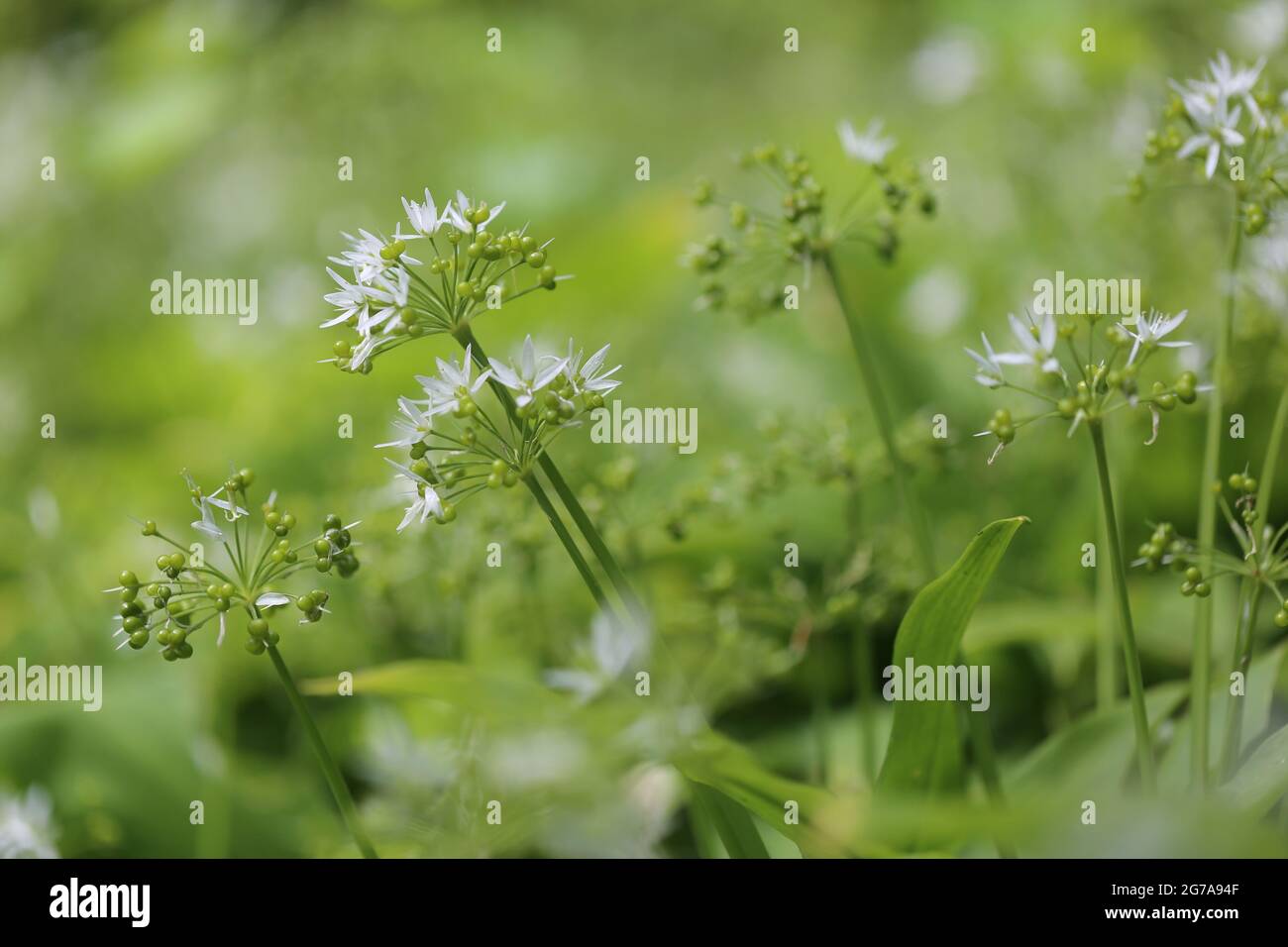 Wild garlic flowers (Allium ursinum) with seeds beginning to set in May Stock Photo