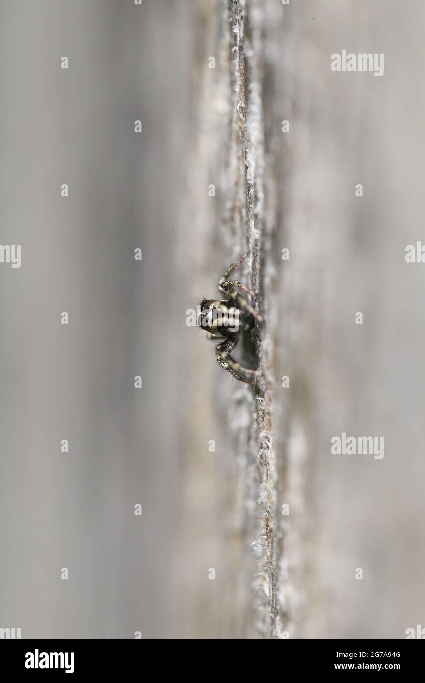 Zebra jumping spider (Salticus scenicus) on a wooden wall Stock Photo