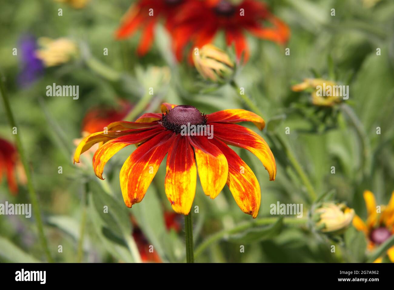 Indian Blanket (Gaillardia pulchella) in full blossom, Germany Stock Photo