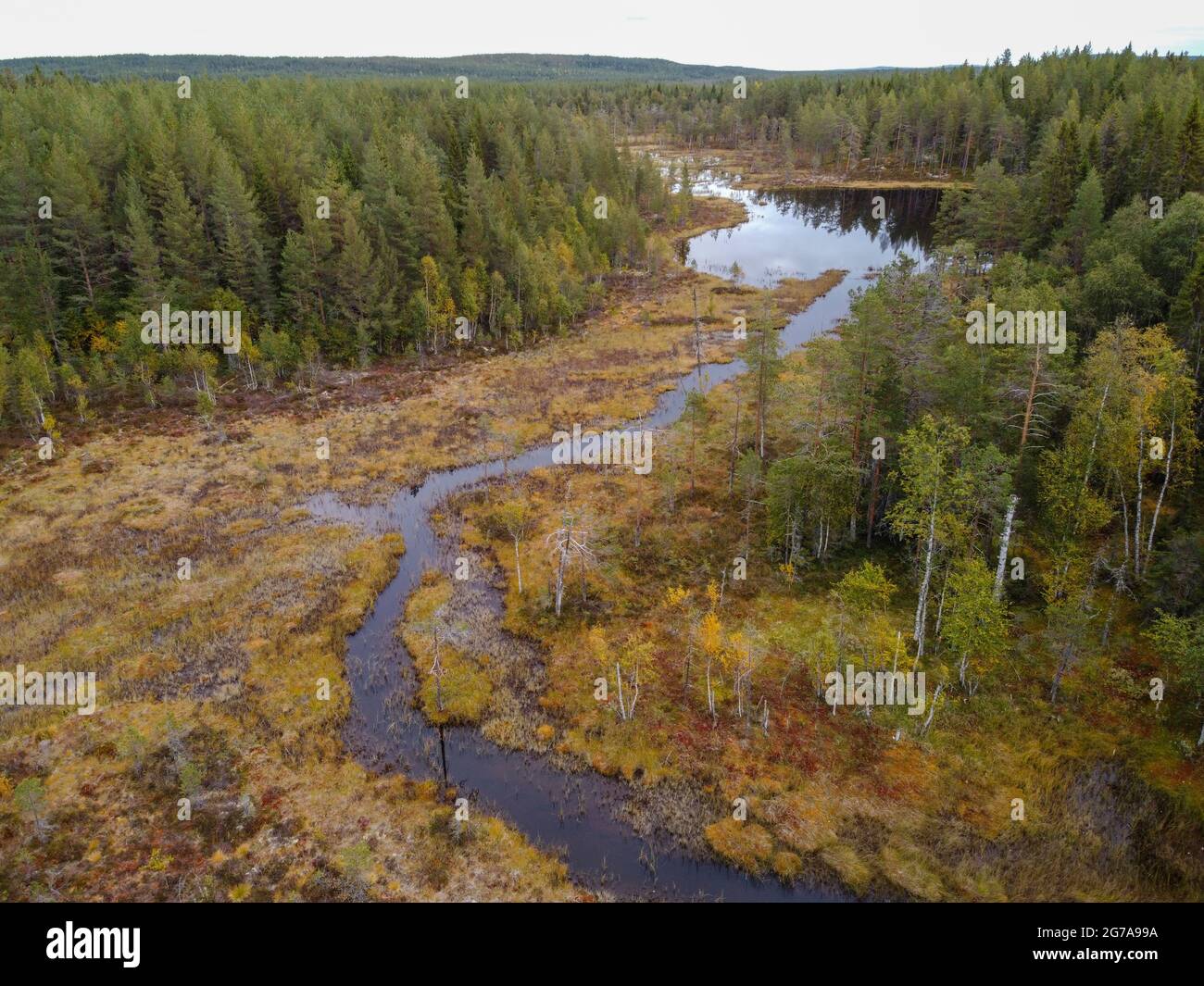 Stream in a swampy forest area in autumn near Hamra National Park, Sweden Stock Photo