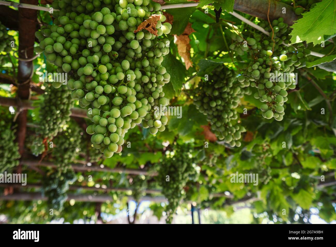 Group of grapes hires stock photography and images Alamy
