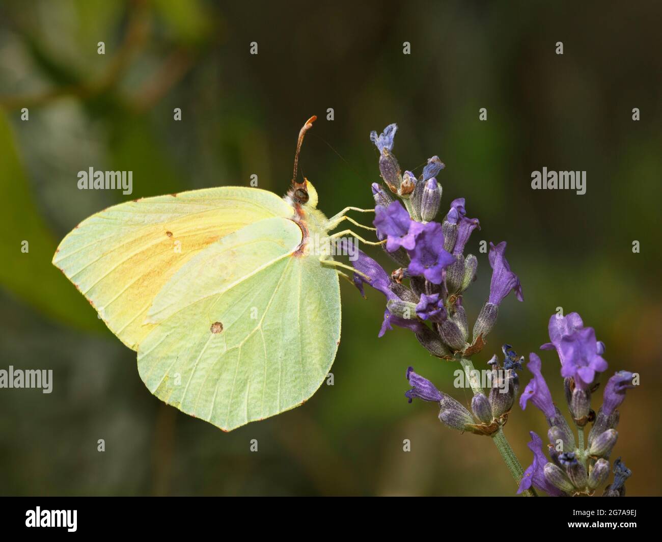 Cleopatra Butterfly (Gonepteryx cleopatra) feeding on a lavendar flower Stock Photo