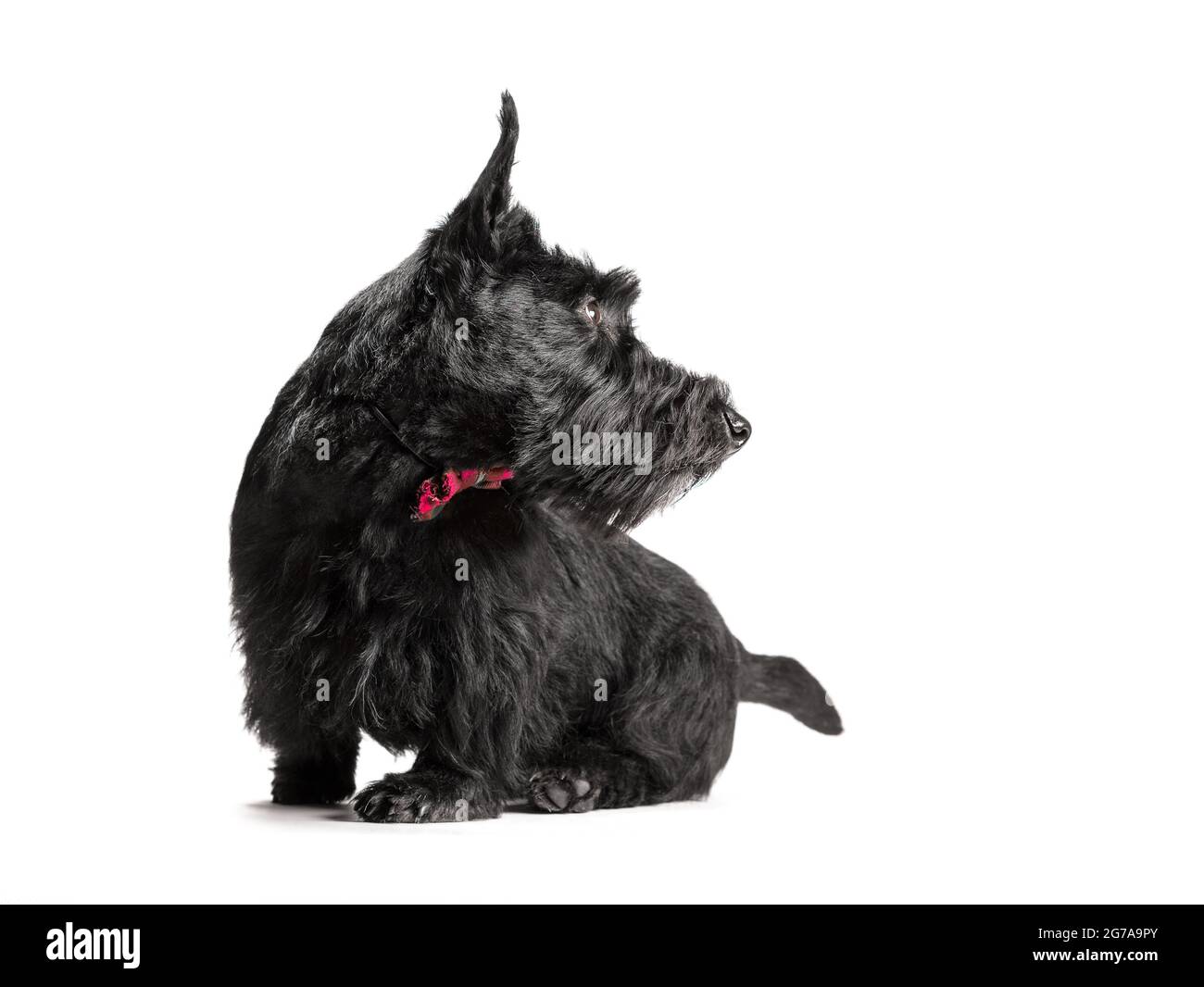 black scottish terrier puppy on a white background studio shot Stock Photo