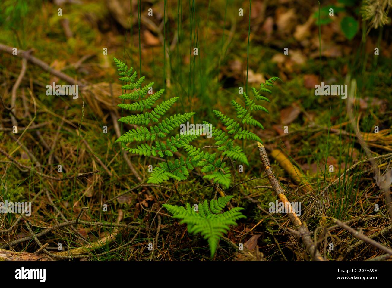 Green very young fern in the forest in spring Stock Photo