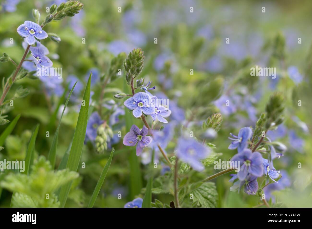 Germander speedwell, wildflower in a meadow in the Bergisches Land. Stock Photo