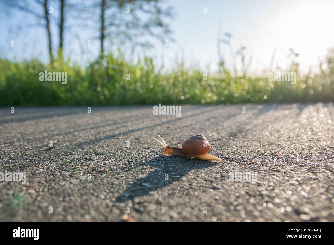 A snail on a pedestrian path on its way into the grass. Stock Photo
