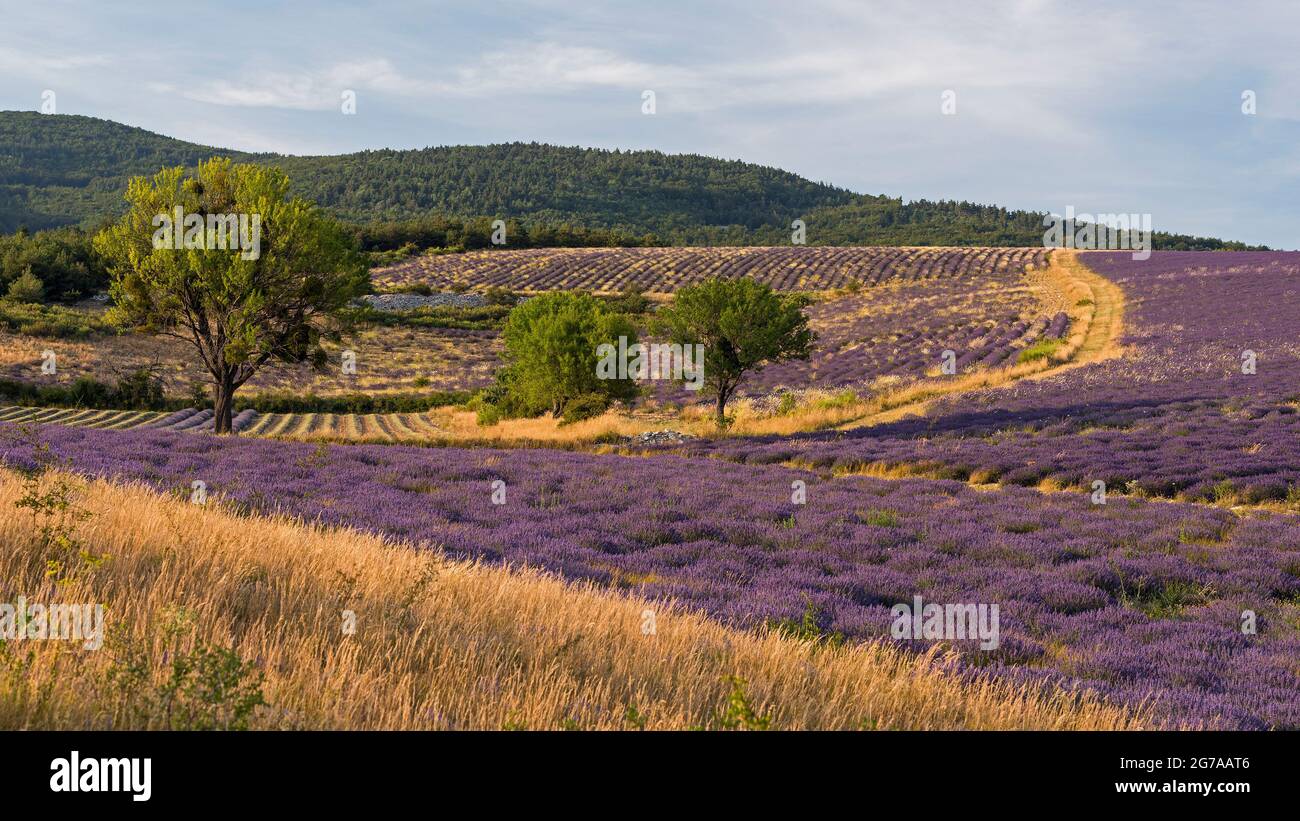 Lavender fields and almond trees near Ferrassières, evening light, France, Auvergne-Rhône-Alpes, Département Drôme, Plateau d–´Albion Stock Photo