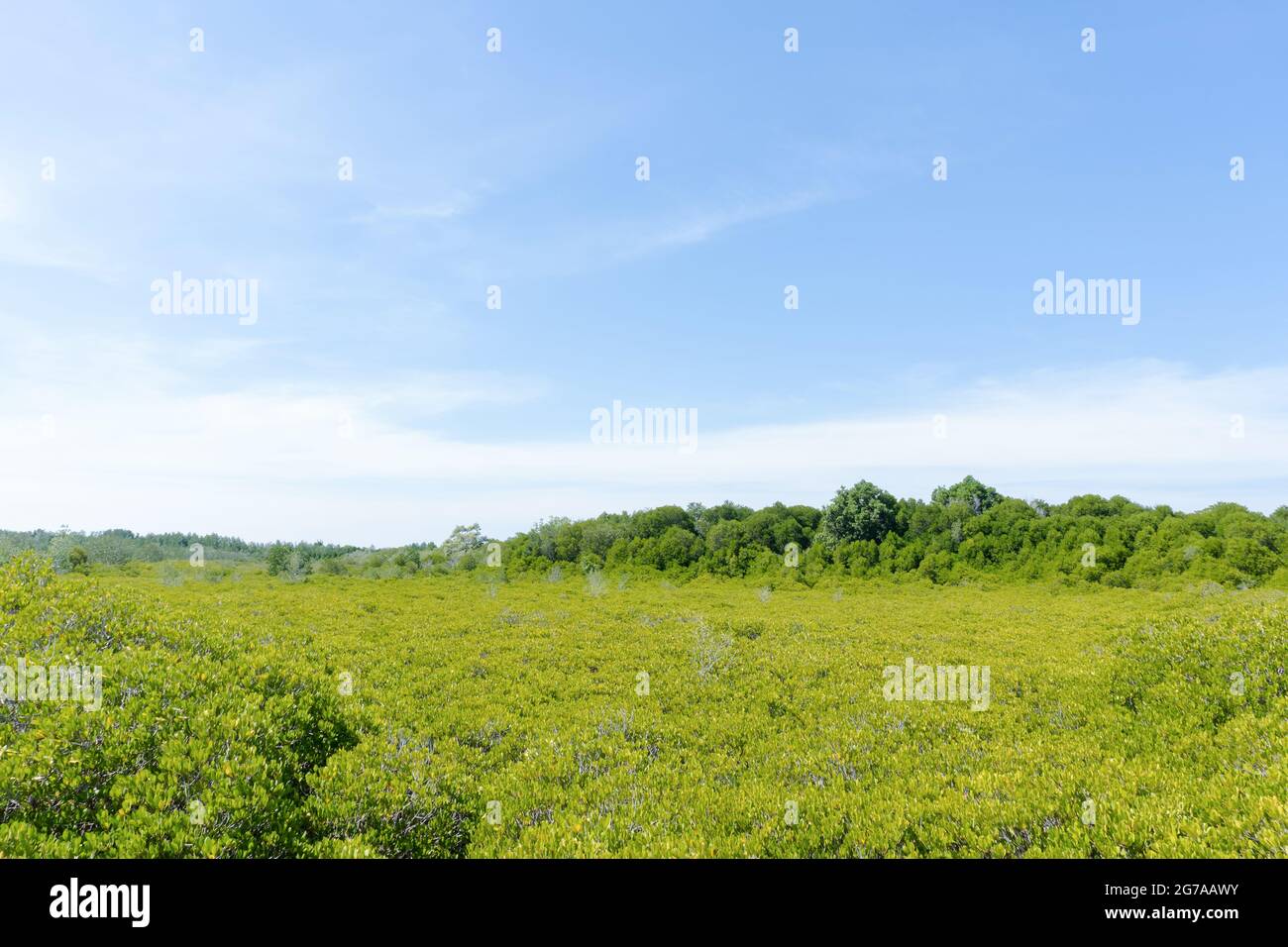 Landscape green forest in the blue sky background Stock Photo - Alamy