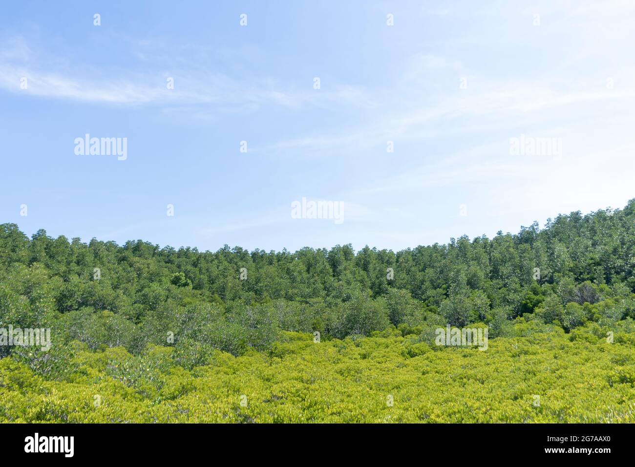 Landscape green forest in the blue sky background Stock Photo - Alamy
