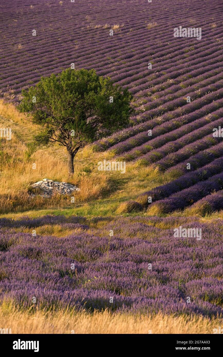 Lavender fields and almond tree near Ferrassières, evening light, France, Auvergne-Rhône-Alpes, Département Drôme, Plateau d–´Albion Stock Photo