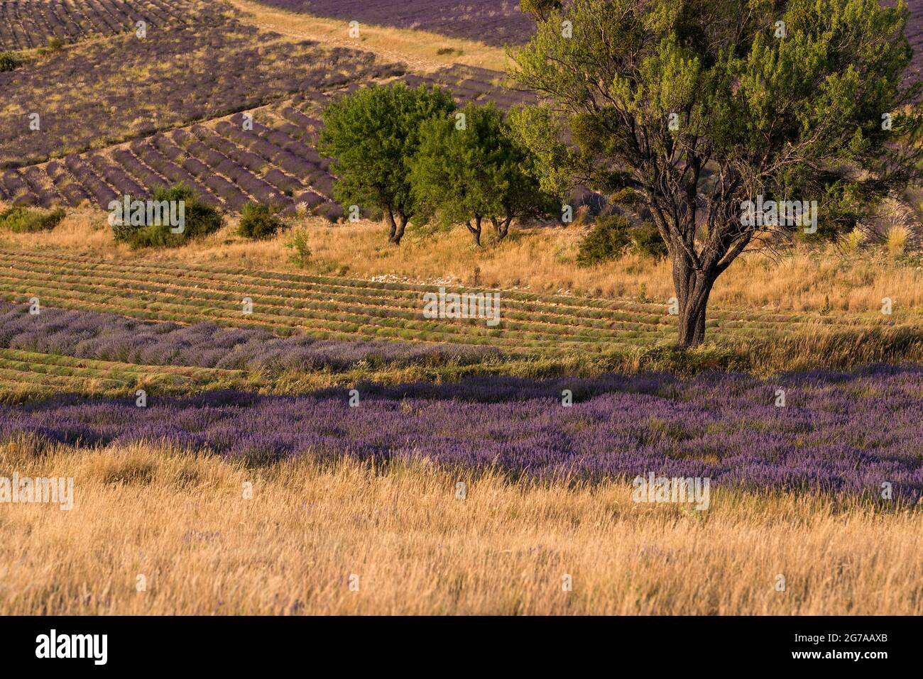 Lavender fields and almond trees near Ferrassières, evening light, France, Auvergne-Rhône-Alpes, Département Drôme, Plateau d–´Albion Stock Photo