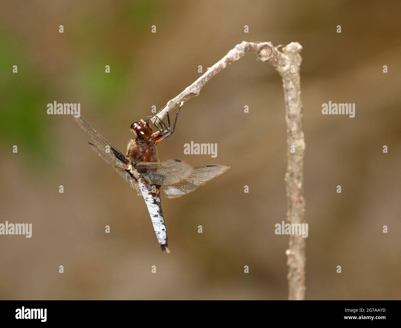 Adult male Broad-bodied Chaser (Libellula depressa) settled on the tip of a twig Stock Photo