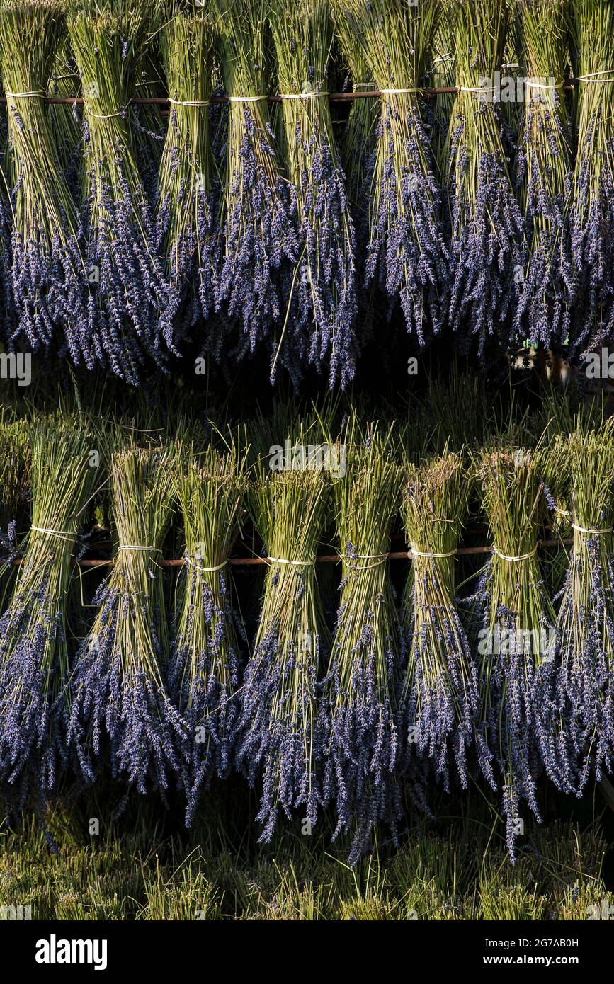Bouquets of lavender hang to dry on a rack hires stock photography and