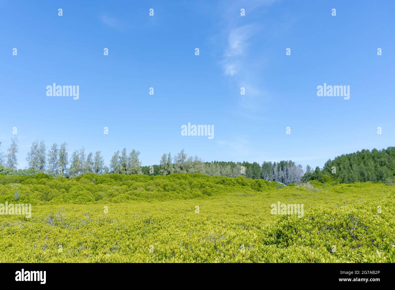 Landscape green forest in the blue sky background Stock Photo - Alamy