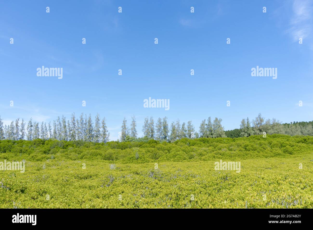 Landscape green forest in the blue sky background Stock Photo - Alamy