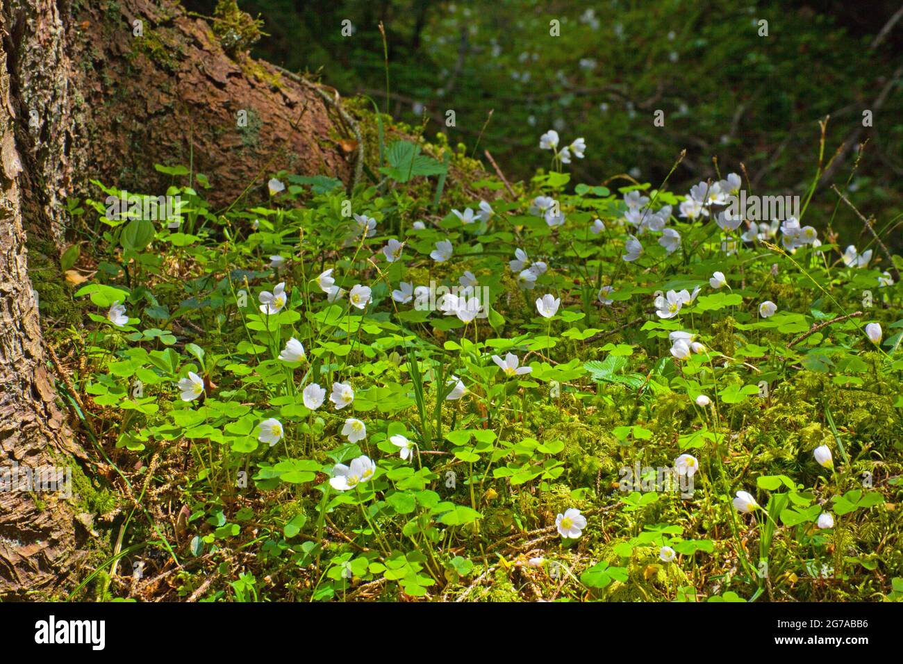 Bush anemones Anemone nemorosa love muddy soil Stock Photo