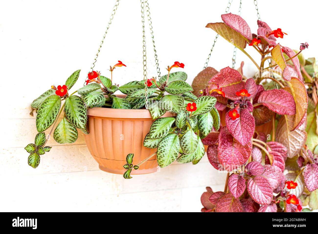Two types of blooming Episcia in the pre-sham garden. Hobby, relaxation Stock Photo