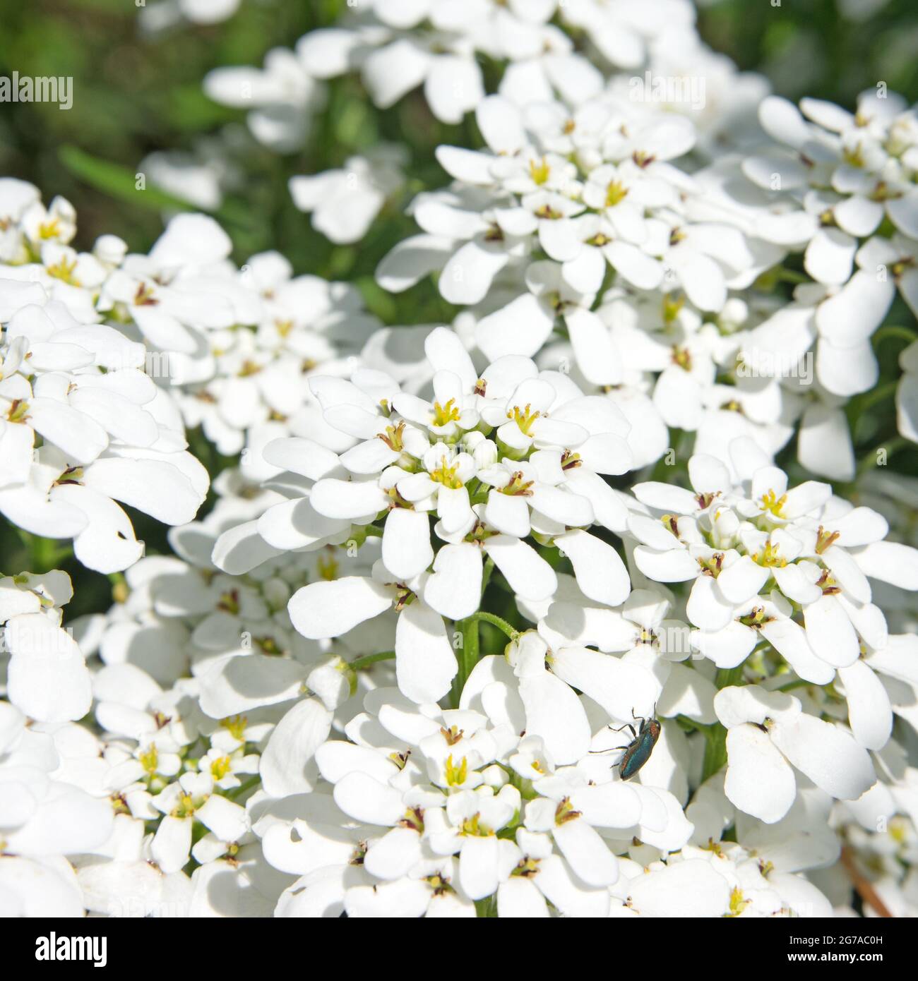 Blossoming candytuft, Iberis, in spring Stock Photo