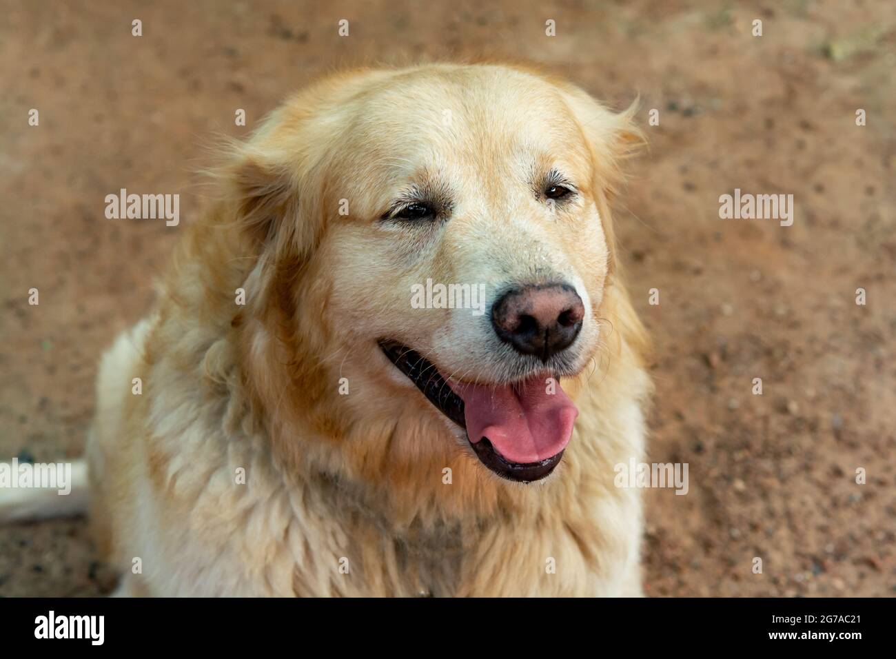 Closeup portrait of Golden retriever dog Stock Photo - Alamy