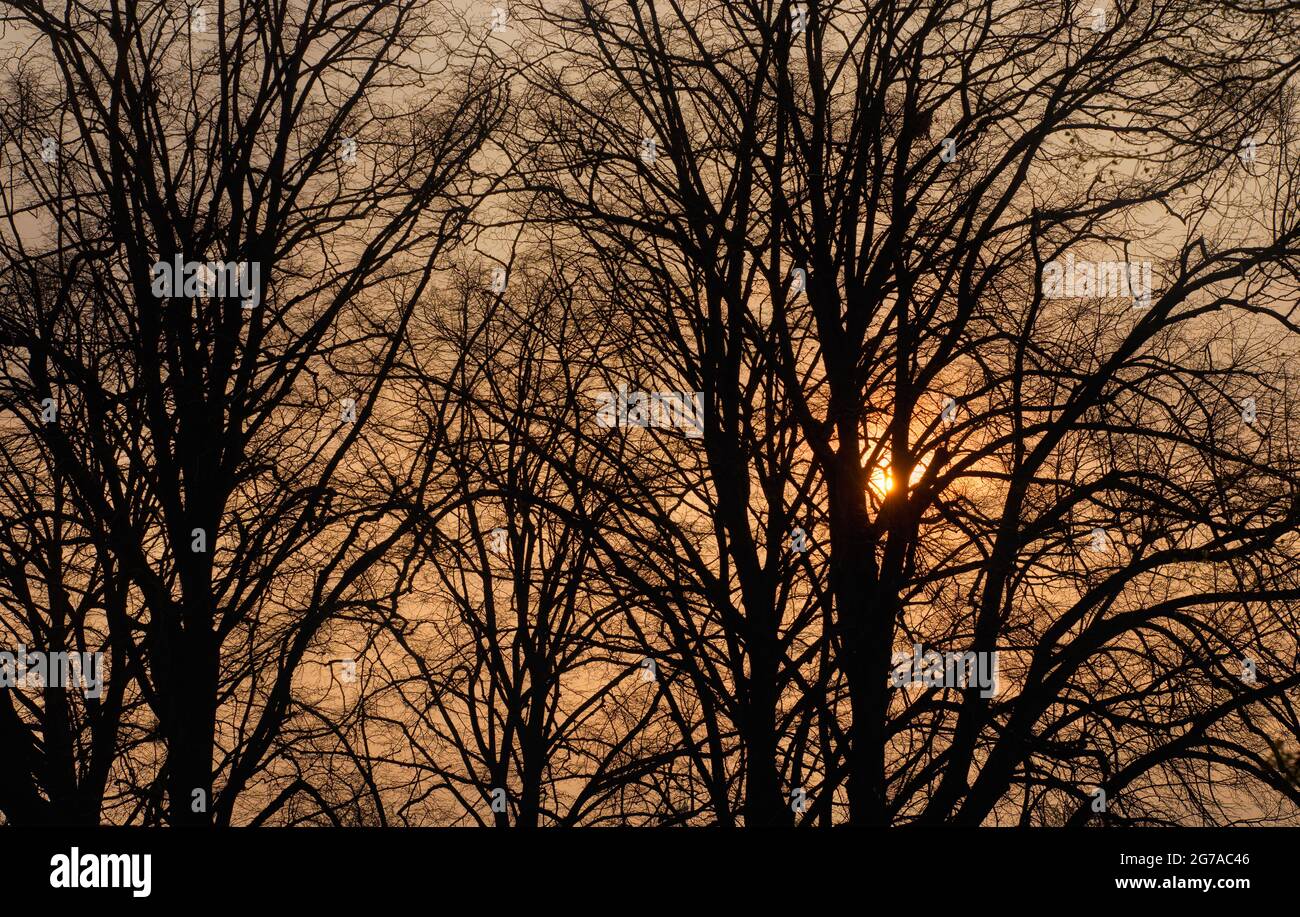 Sunrise behind maple trees, Stutgart, Baden-Wuerttemberg, Germany Stock Photo
