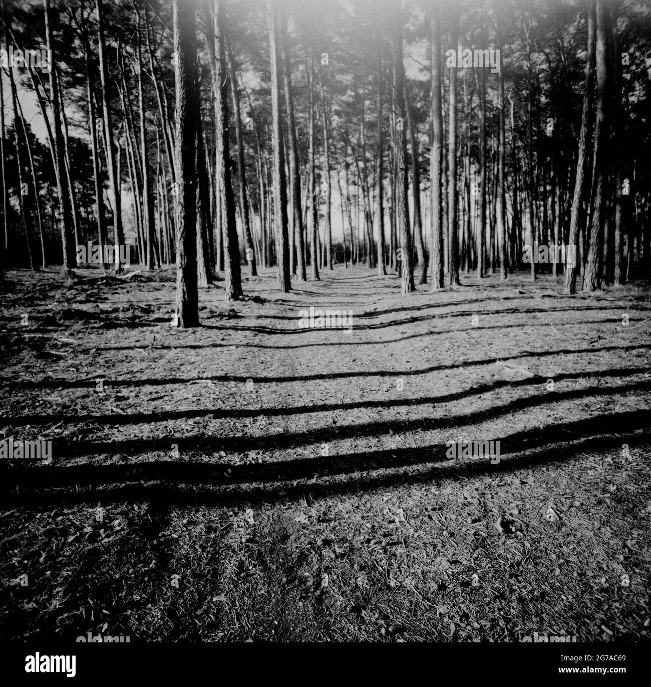 forest in the summer,  Lomography photography,  analog medium format Stock Photo