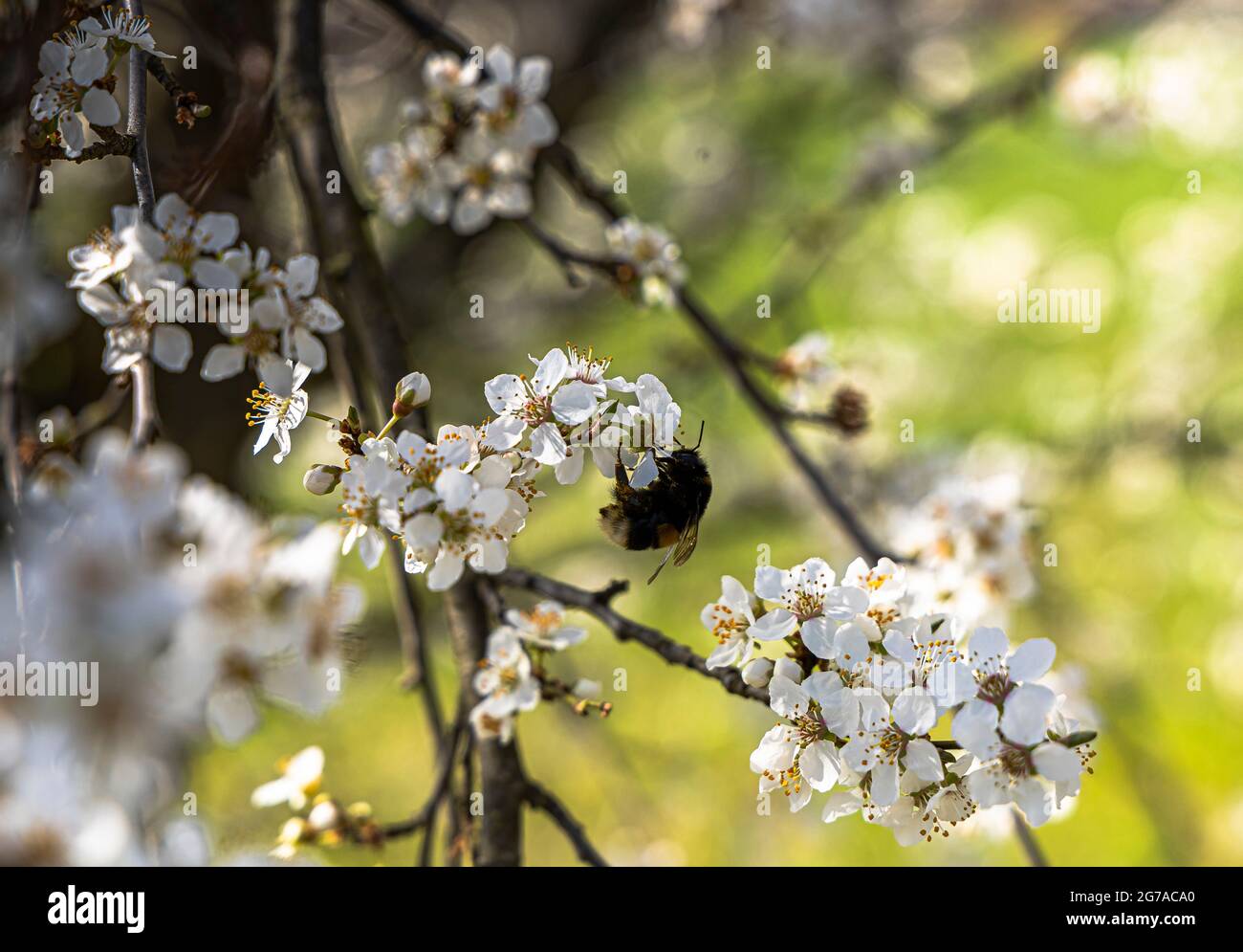 Bumblebee on cherry blossom near Pretzfeld in the afternoon, Upper Franconia, Bavaria, Germany Stock Photo