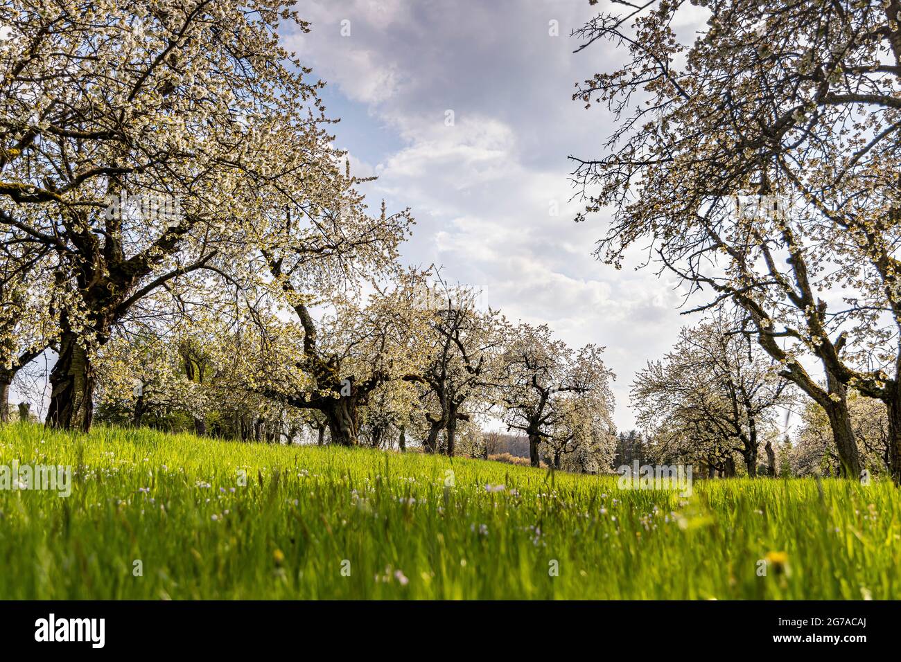 Cherry tree plantation for cherry blossom in Franconia near Ebermannstadt in the afternoon, Upper Franconia, Bavaria, Germany Stock Photo
