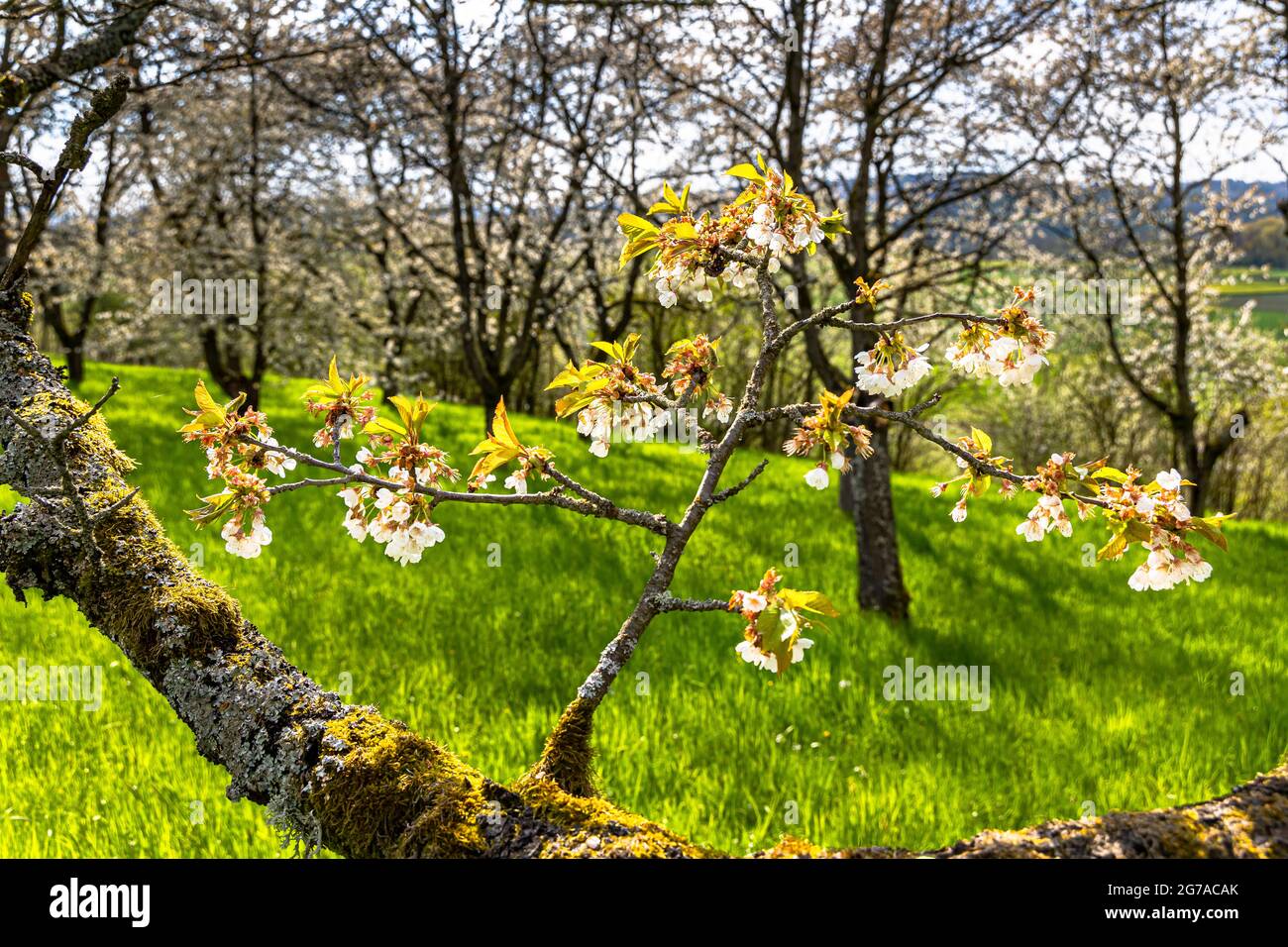 Cherry tree plantation for cherry blossom in Franconia near Ebermannstadt in the afternoon, Upper Franconia, Bavaria, Germany Stock Photo