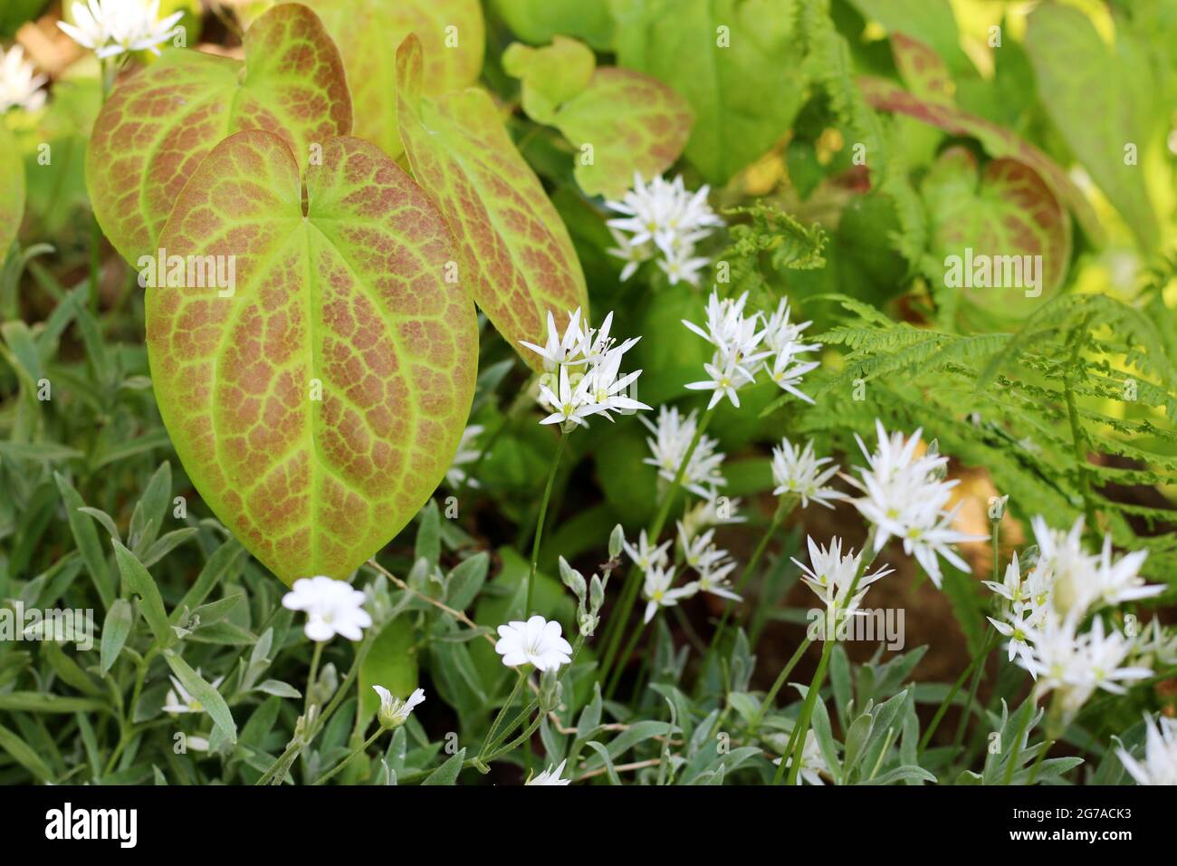Selection of plants in a dry and shady spot - wild garlic, Epimedium × versicolor 'Sulphureum', fern and Cerastium tomentosum Stock Photo