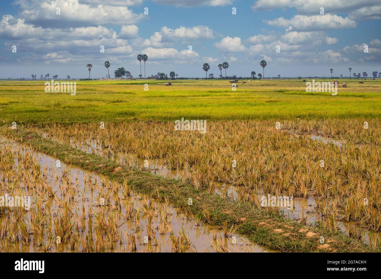 Rice Fields, Siem Reap, Cambodia, Stock Photo