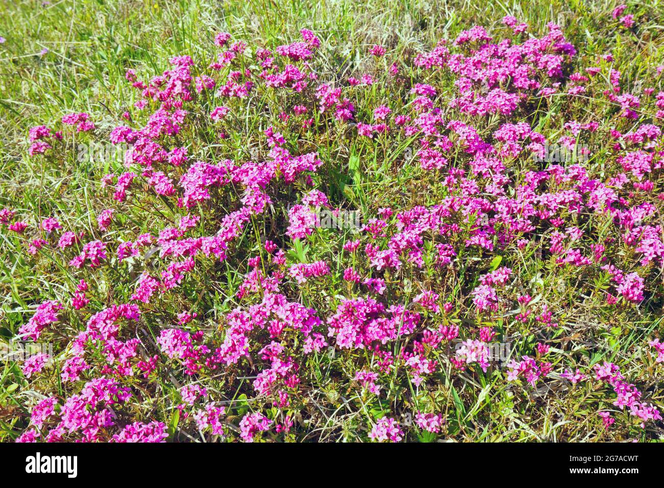 Stone Rösel or Striped Daphne (Daphne striata) on dry grass Stock Photo