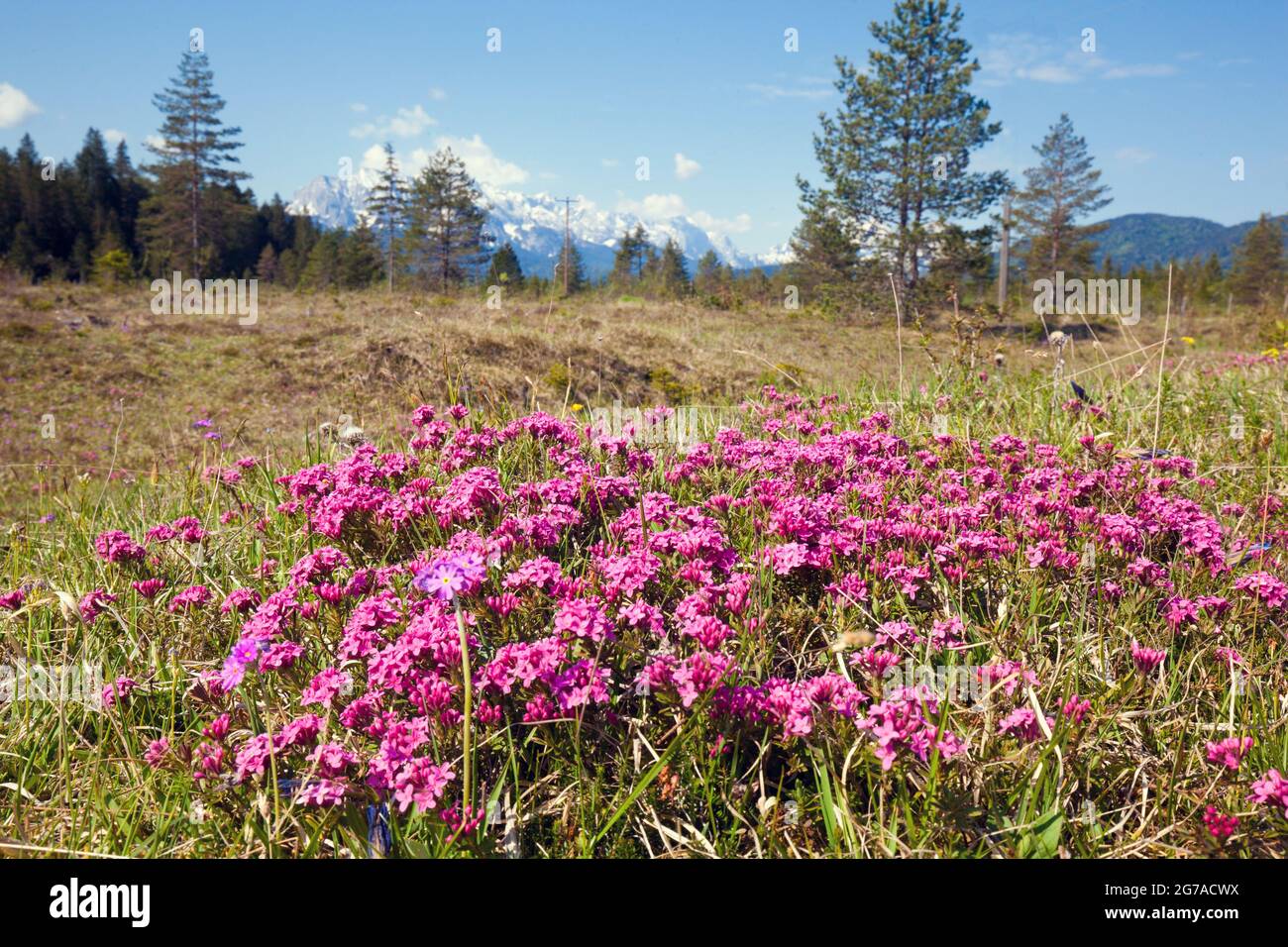 Stone Rösel or Striped Daphne (Daphne striata) on dry grass Stock Photo