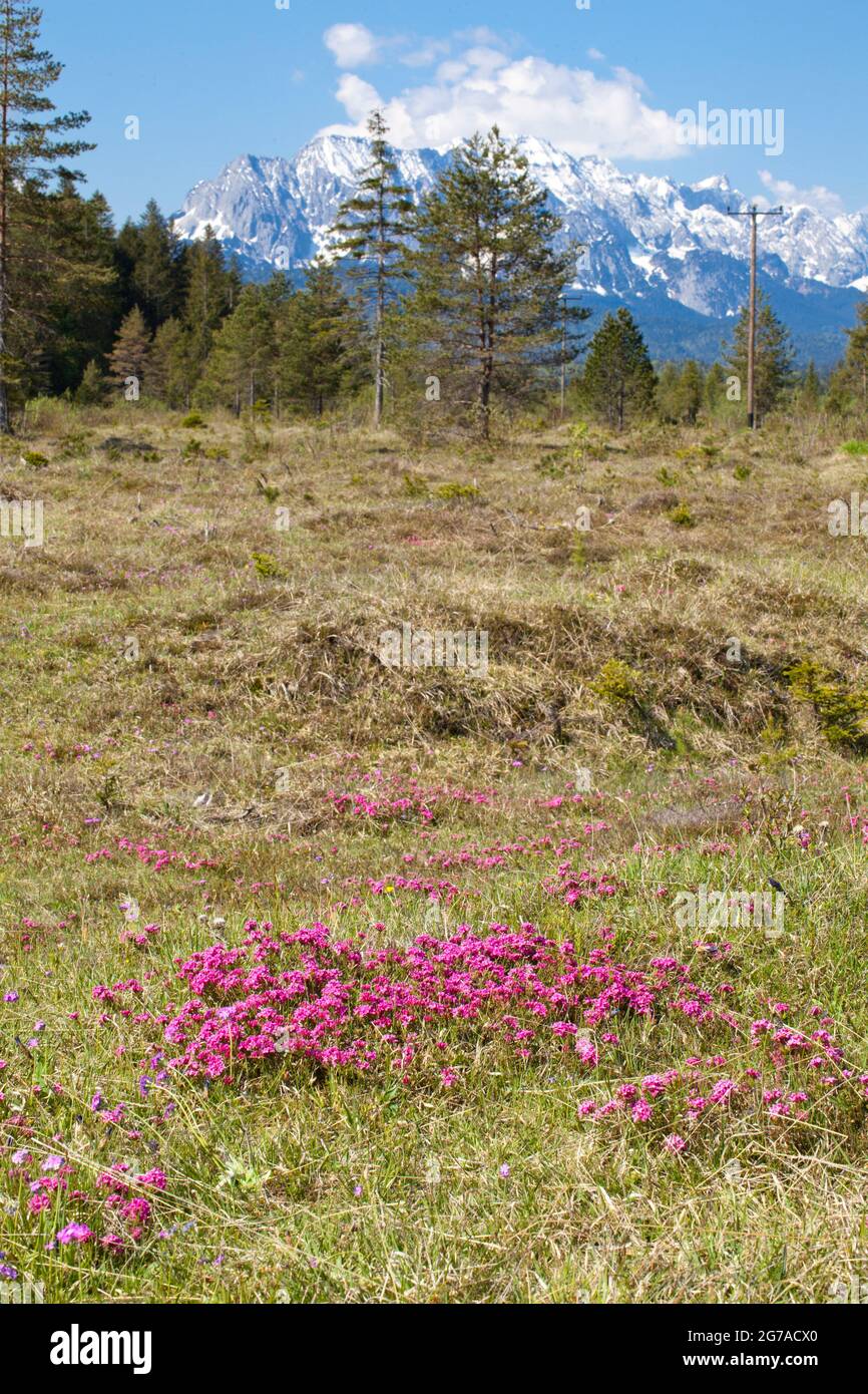 Stone Rösel or Striped Daphne (Daphne striata) on dry grass Stock Photo