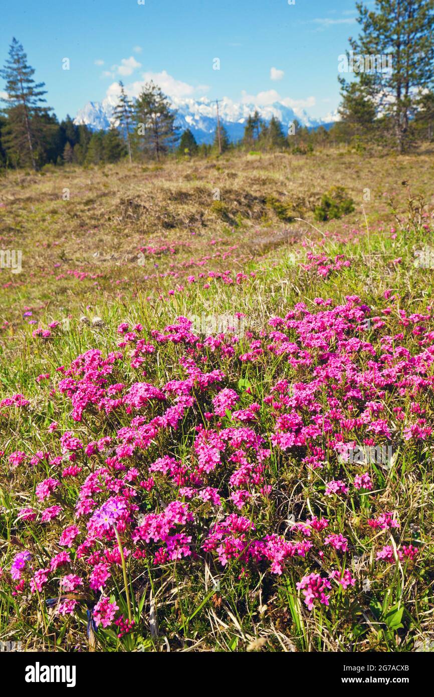 Stone Rösel or Striped Daphne (Daphne striata) on dry grass Stock Photo