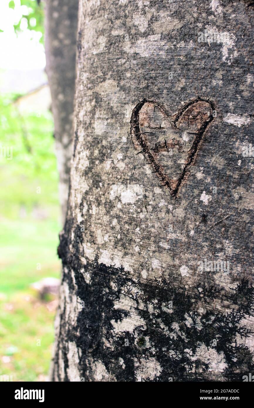 carved heart in a tree trunk Stock Photo