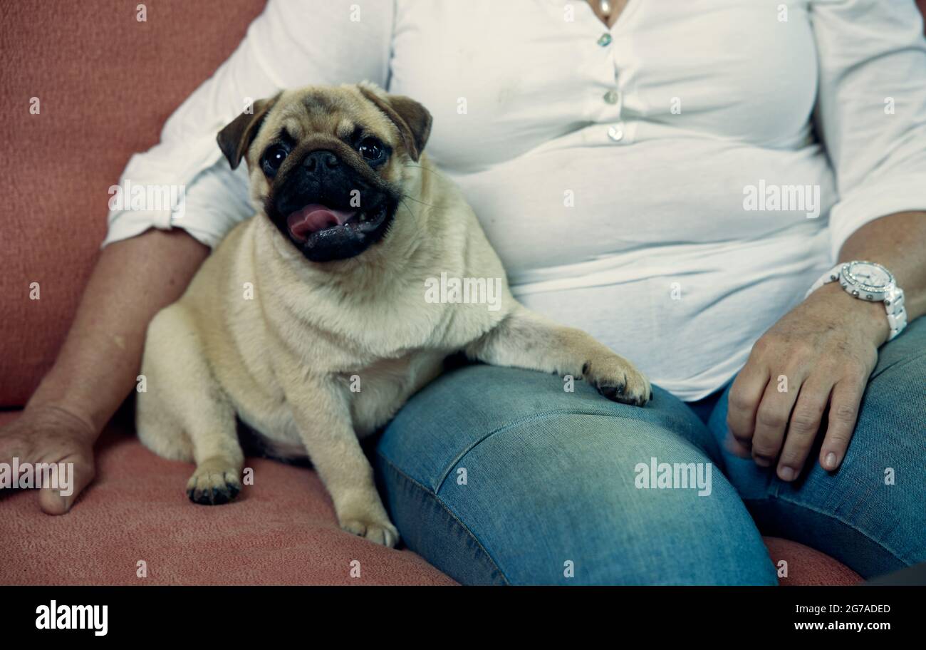 Pug breed dog sits in the hands of the mistress. Close up photo. Stock Photo