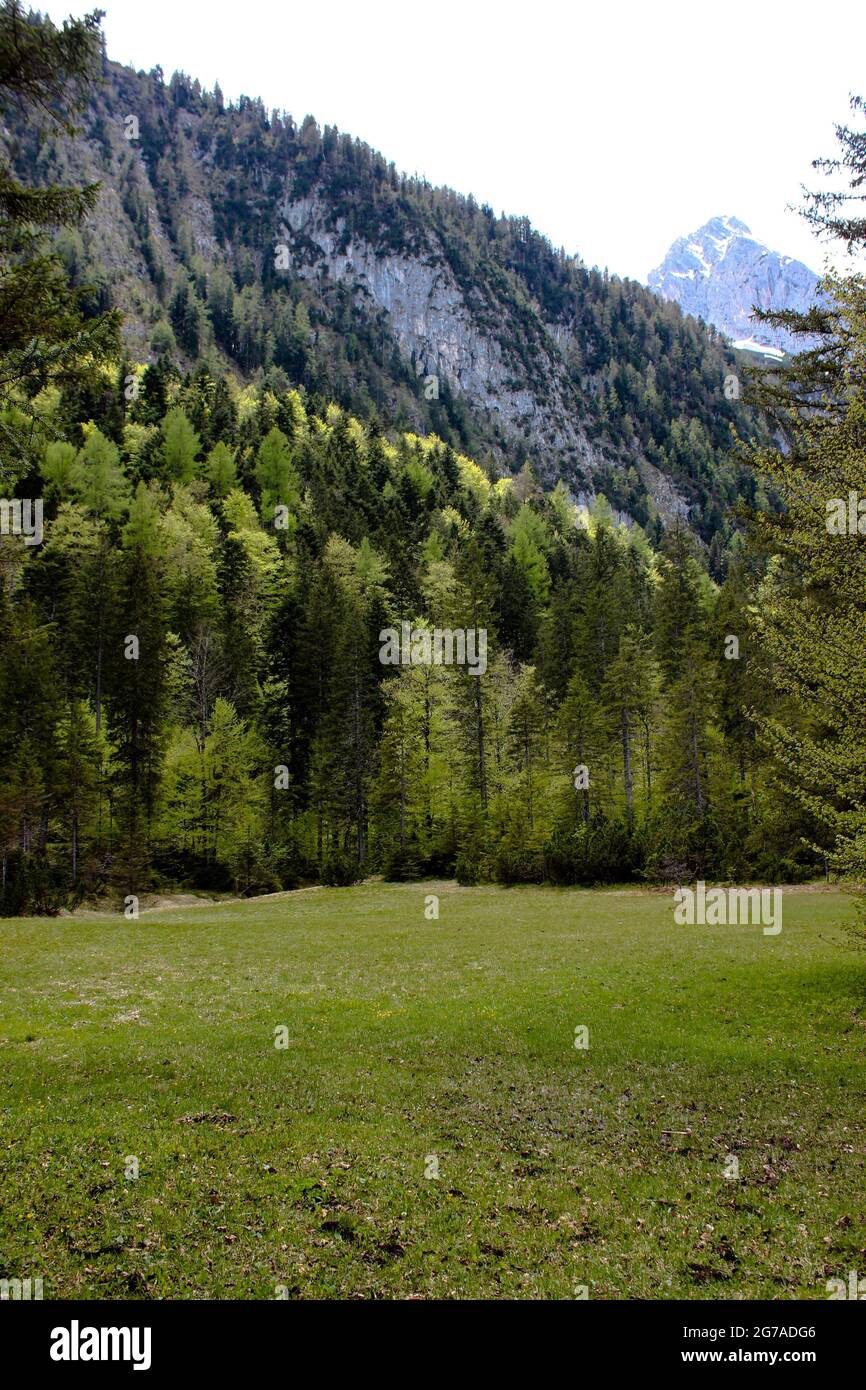 Different shades of green in nature hi-res stock photography and images ...