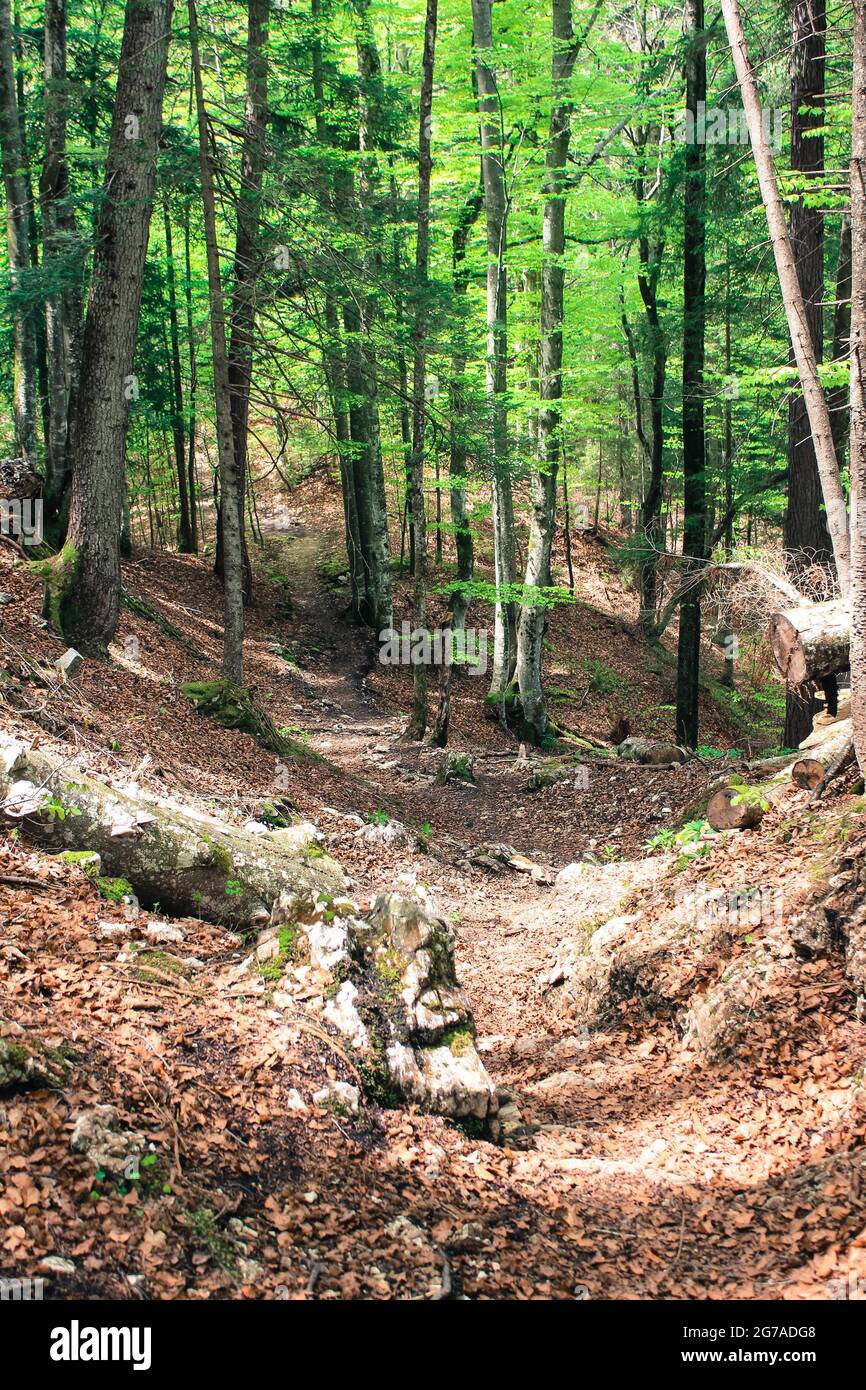 Recreation forest hi-res stock photography and images - Alamy