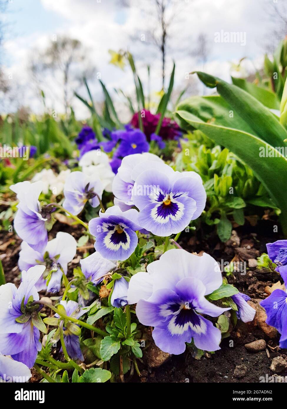 Pansies in the flowerbed Stock Photo