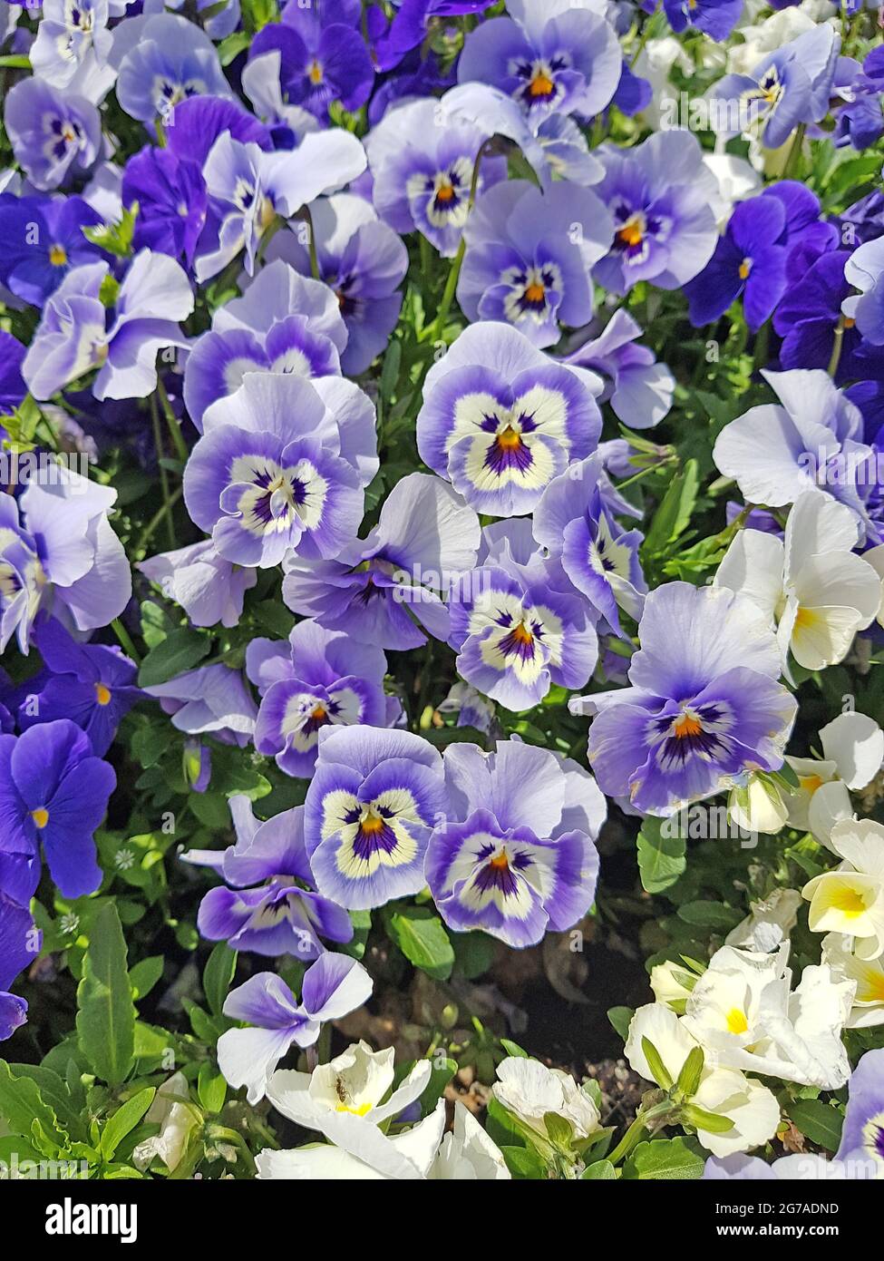 Pansies in the flowerbed Stock Photo