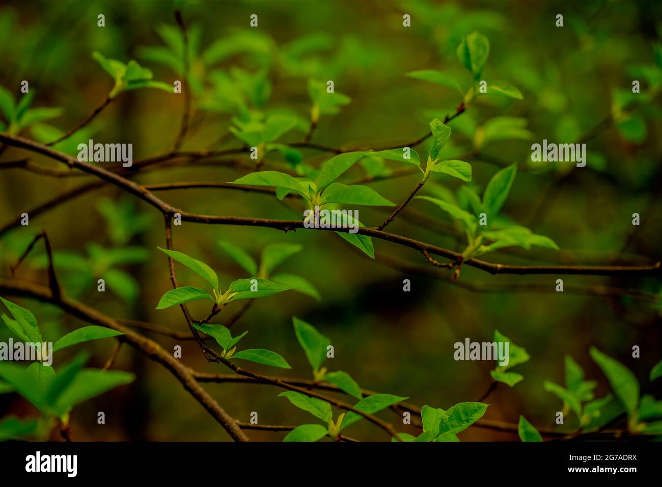 a young tree in the forest in spring,  selective sharpness Stock Photo