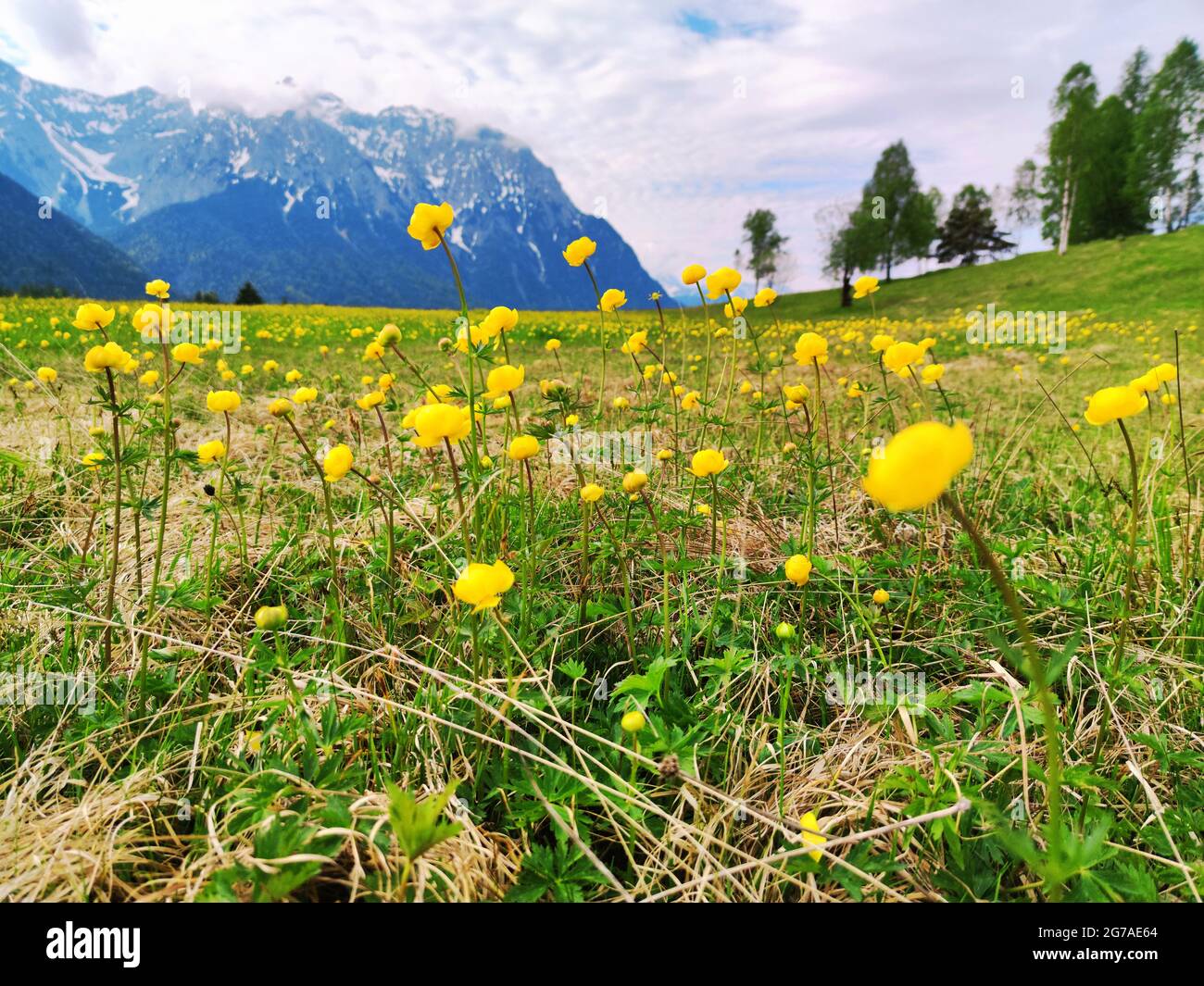 Globeflowers grow on a swampy mountain meadow Stock Photo