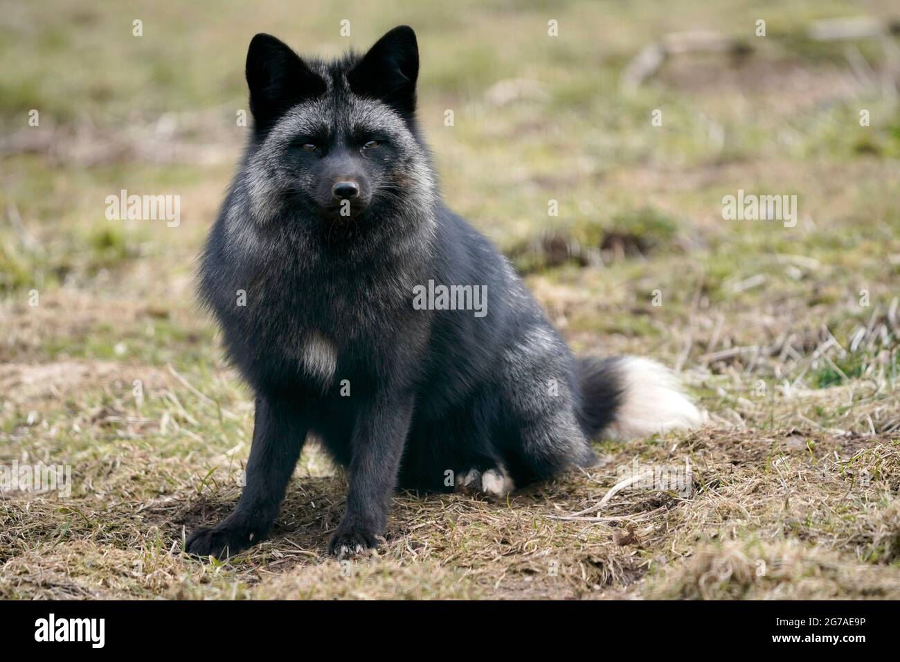 Silver fox (Vulpes vulpes) animal portrait, Germany, Europe Stock Photo -  Alamy