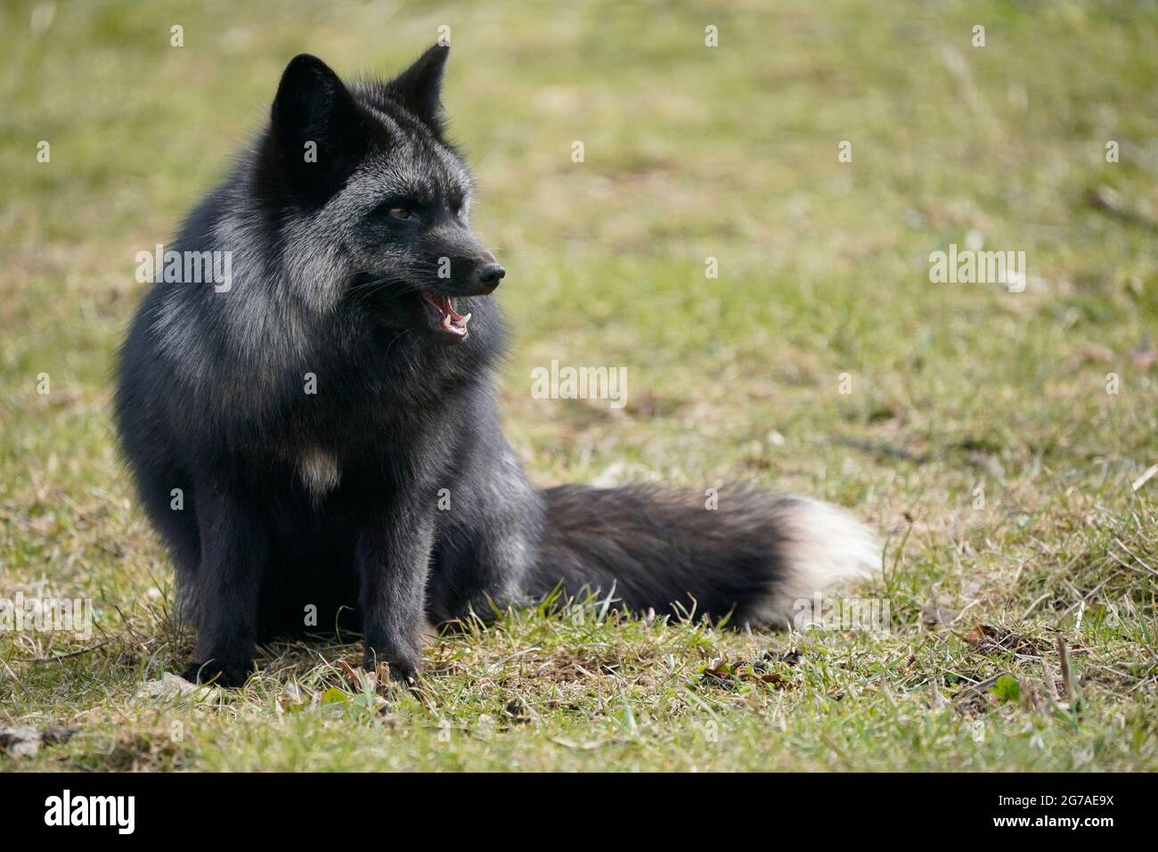 Silver fox (Vulpes vulpes) animal portrait, Germany, Europe, Stock Photo